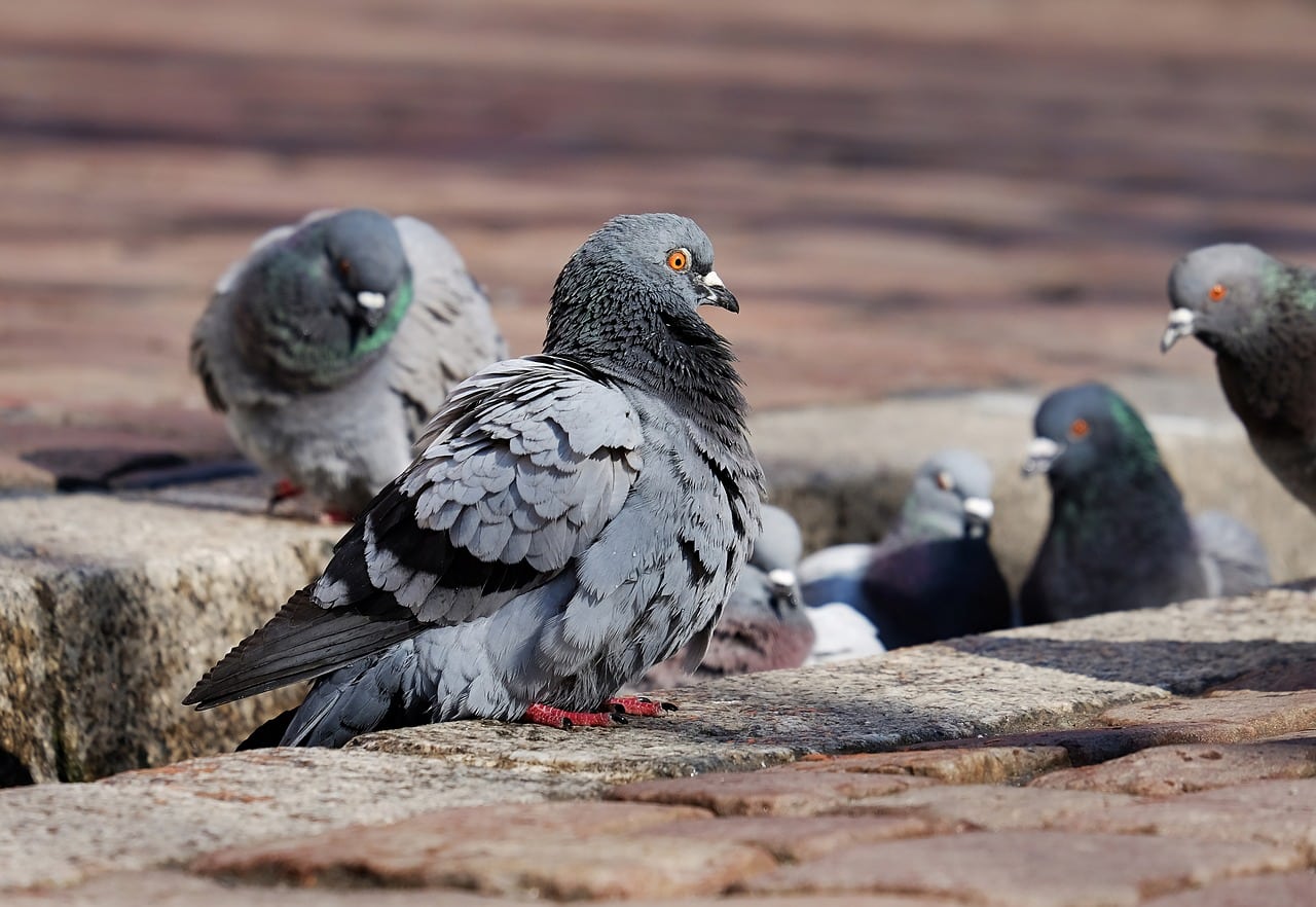 pigeons, birds, perched